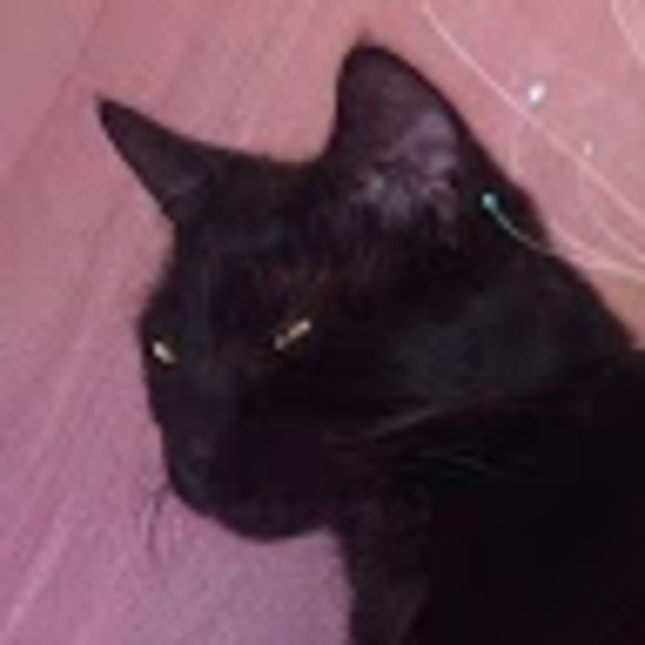 Meet your Posher, Brooklynn - Picture 1 of 1